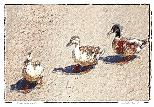 Ducks_ina Row-NFT